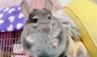 チンチラに牧草を手渡ししたら・・。飼い主さんが握っていた部分だけ投げ捨てた！？「悲しい・・」「危機管理能力が備わっているんですね」