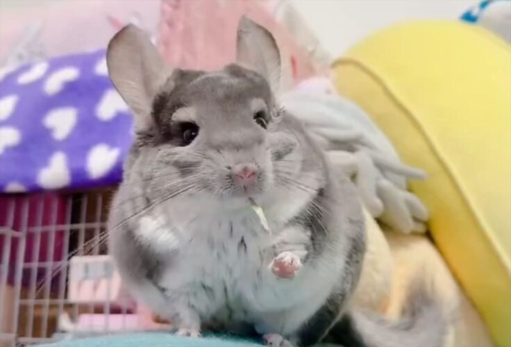 チンチラに牧草を手渡ししたら・・。飼い主さんが握っていた部分だけ投げ捨てた！？「悲しい・・」「危機管理能力が備わっているんですね」