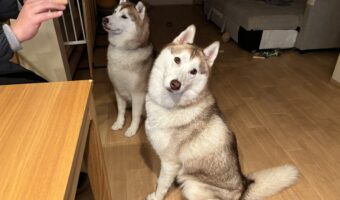 「待て」が長くない？表情で訴えかけてくるハスキー犬が話題に「なんか長いワン」