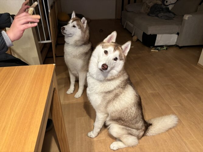 「待て」が長くない？表情で訴えかけてくるハスキー犬が話題に「なんか長いワン」