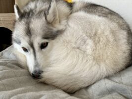 室温21度でも寒い？！ハスキー犬が体を丸めて暖を取る姿が話題に「やはりハスキーはネコ・・」「ワンモナイトだぁ〜」