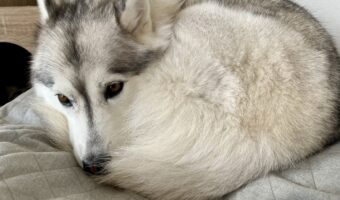 室温21度でも寒い？！ハスキー犬が体を丸めて暖を取る姿が話題に「やはりハスキーはネコ・・」「ワンモナイトだぁ〜」