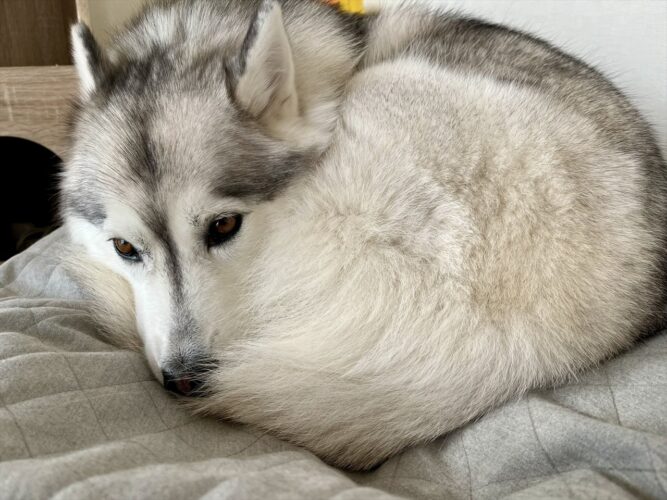 室温21度でも寒い？！ハスキー犬が体を丸めて暖を取る姿が話題に「やはりハスキーはネコ・・」「ワンモナイトだぁ〜」
