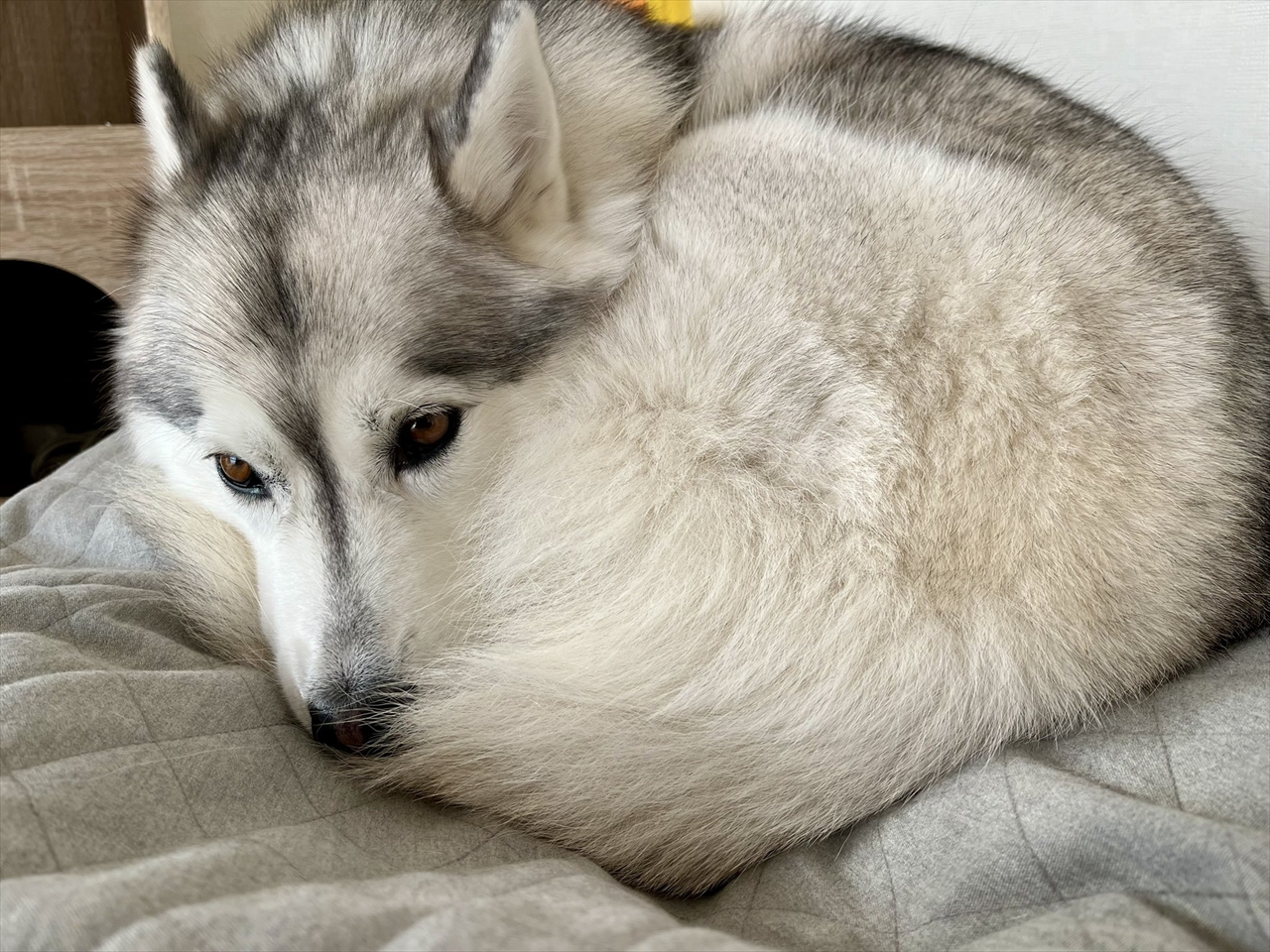 室温21度でも寒い?!ハスキー犬が体を丸めて暖を取る姿が話題に「やはりハスキーはネコ・・」「ワンモナイトだぁ〜」