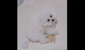 ビションフリーゼがクッションフロアの代わりに！？キレイに収まり見上げてくる姿がかわいすぎる「天使だ！」「かわいすぎる～」