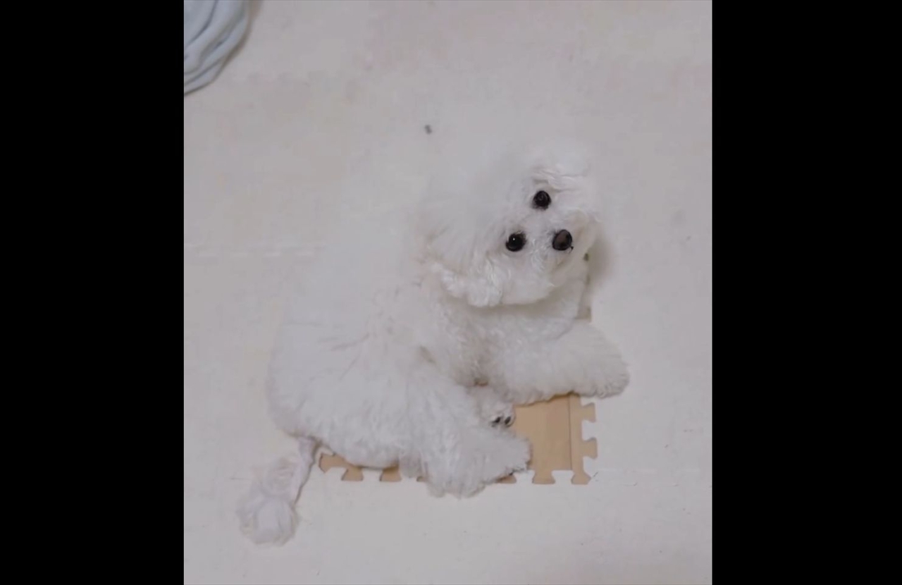 ビションフリーゼがクッションフロアの代わりに!?キレイに収まり見上げてくる姿がかわいすぎる「天使だ!」「かわいすぎる~」