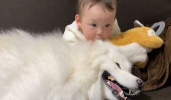 赤ちゃんとサモエドがわちゃわちゃ。仲良くたわむれる様子が話題に「大型犬は子供に優しいな」「仲むずましい光景に癒されます」