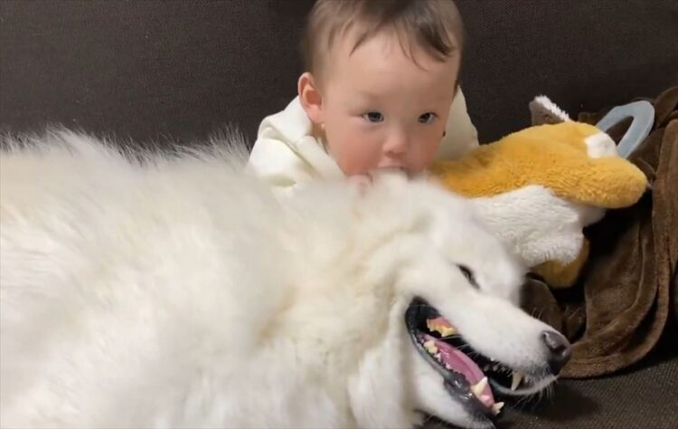 赤ちゃんとサモエドがわちゃわちゃ。仲良くたわむれる様子が話題に「大型犬は子供に優しいな」「仲むずましい光景に癒されます」