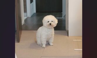 大好きなバナナをもらえる！ビションフリーゼがうれしそうに待機する様子が話題に「口角が上がっていてかわいい」「分かるんだねー」