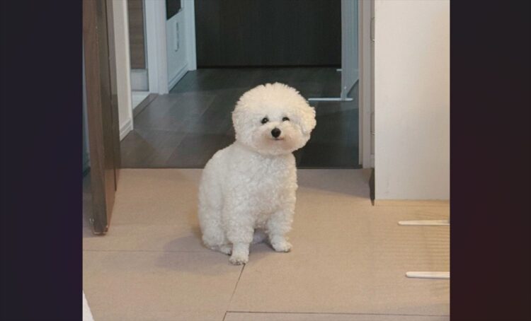 大好きなバナナをもらえる！ビションフリーゼがうれしそうに待機する様子が話題に「口角が上がっていてかわいい」「分かるんだねー」