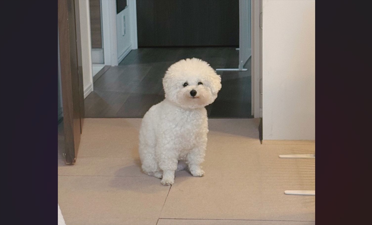 大好きなバナナをもらえる！ビションフリーゼがうれしそうに待機する様子が話題に「口角が上がっていてかわいい」「分かるんだねー」