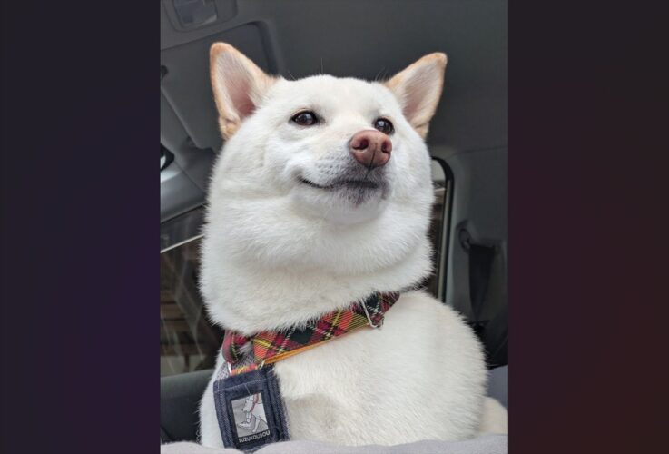 今年最後のトリミングを終えた柴犬。やり遂げたとばかりの誇らしげなの表情が話題に「洋画ヒーローのラストシーン」「このデザインの缶コーヒーがあったら欲しい」