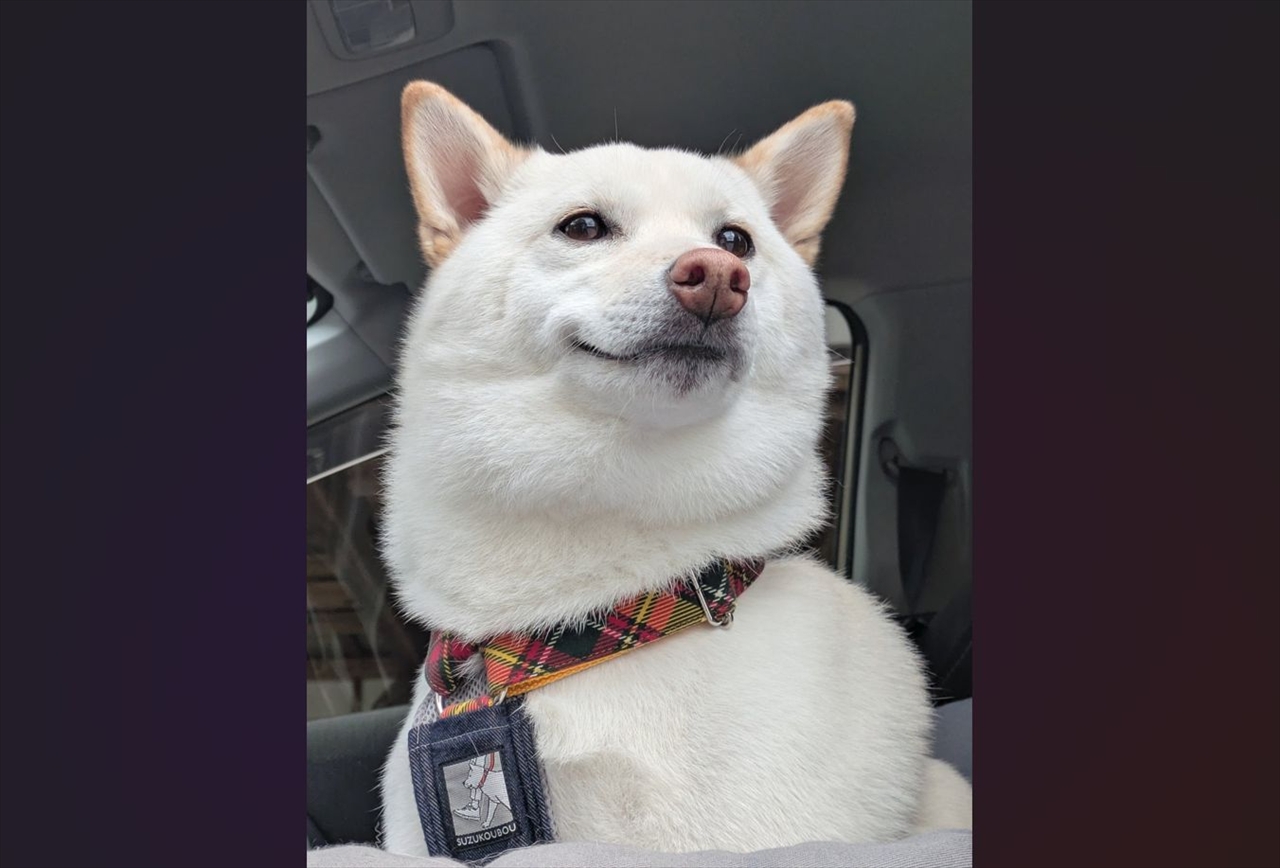 今年最後のトリミングを終えた柴犬。やり遂げたとばかりの誇らしげなの表情が話題に「洋画ヒーローのラストシーン」「このデザインの缶コーヒーがあったら欲しい」