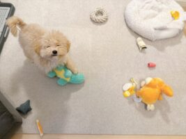 オモチャがたくさんあってニコニコのマルプー。だけどそのオモチャ・・全部しまってあったはず！？「笑ってる！かわいいですね」