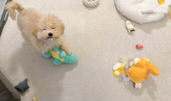 オモチャがたくさんあってニコニコのマルプー。だけどそのオモチャ・・全部しまってあったはず！？「笑ってる！かわいいですね」