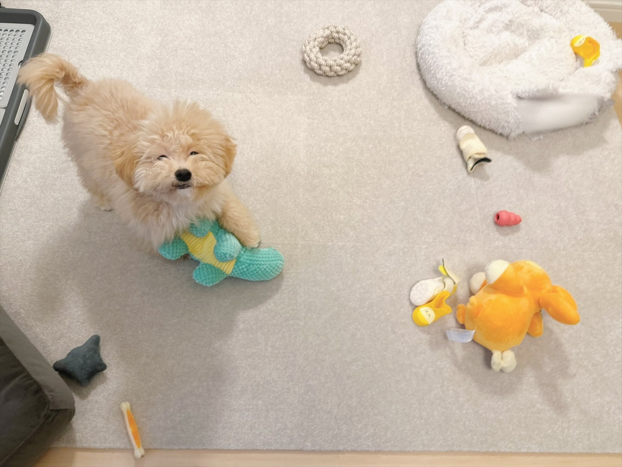 オモチャがたくさんあってニコニコのマルプー。だけどそのオモチャ・・全部しまってあったはず！？「笑ってる！かわいいですね」