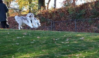 仲良しコーギーとボーダーコリー！一緒にジャンプした瞬間の姿が話題に「むちゃんこいい写真」「よく撮れましたね。最高！」
