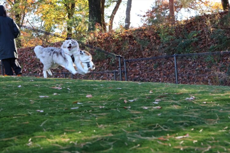 仲良しコーギーとボーダーコリー！一緒にジャンプした瞬間の姿が話題に「むちゃんこいい写真」「よく撮れましたね。最高！」
