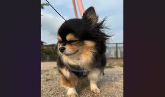 おめめをギュっ！強風に耐えるイヌに「かわいい！飛ばされないようにね」「目にゴミが入らないようにしてる」