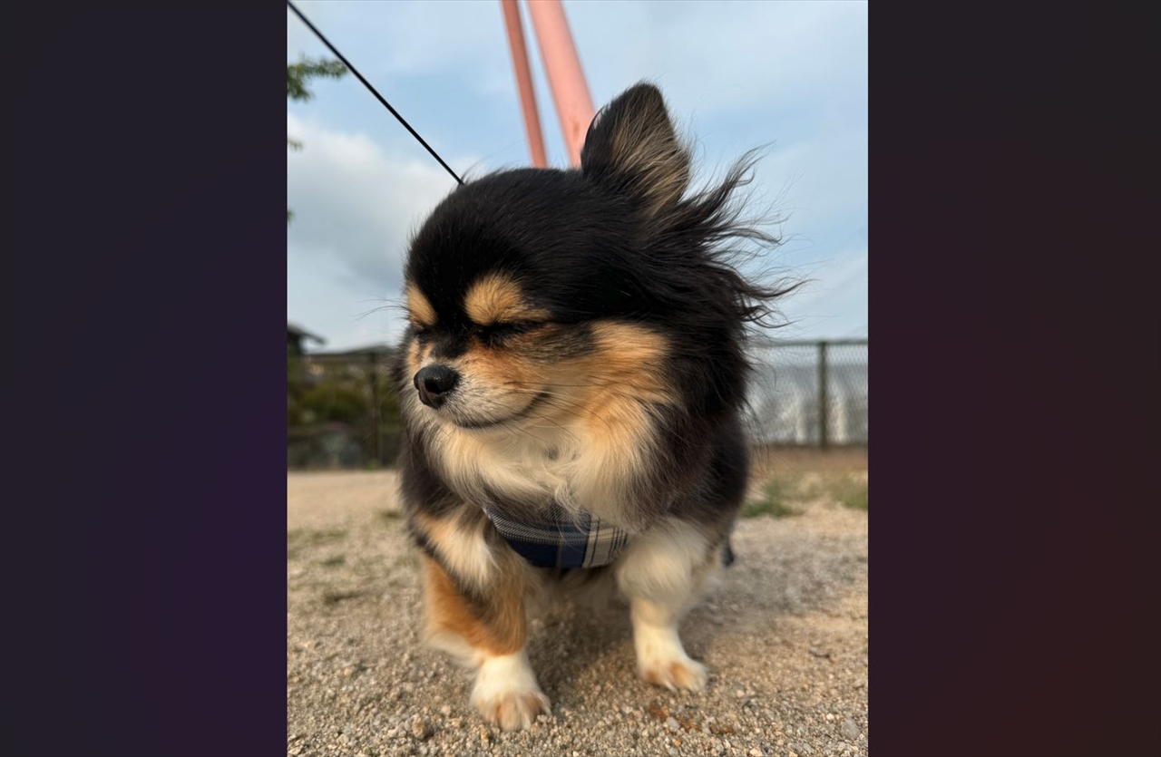 おめめをギュっ!強風に耐えるイヌに「かわいい!飛ばされないようにね」「目にゴミが入らないようにしてる」