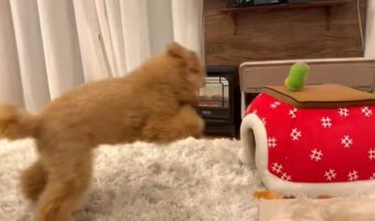 ネコにこたつに先に入られたその時。トイプードルが取った行動が話題に「かわいいなぁ～」「満員御礼なんだね」