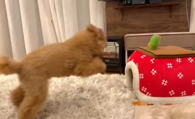ネコにこたつに先に入られたその時。トイプードルが取った行動が話題に「かわいいなぁ～」「満員御礼なんだね」