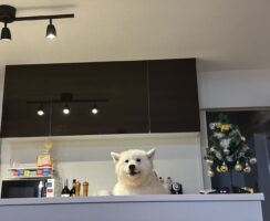サモエドがマスター！？カウンターに立つ姿が話題に「私一人ですけどいいですか？」「ドッグフードに牛乳かけたやつでいいよ！」