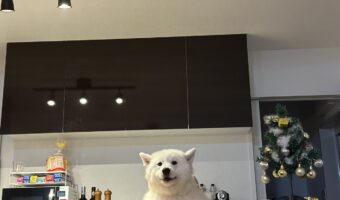 サモエドがマスター！？カウンターに立つ姿が話題に「私一人ですけどいいですか？」「ドッグフードに牛乳かけたやつでいいよ！」