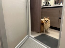 愛犬たちは飼い主さんを見守る。入浴しているのを心配してずっと見守る姿に「見守り犬かわいい」「めっちゃ心配そうなお顔して」
