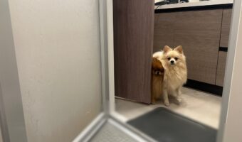 愛犬たちは飼い主さんを見守る。入浴しているのを心配してずっと見守る姿に「見守り犬かわいい」「めっちゃ心配そうなお顔して」