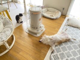 ストーブ前に集まるネコとコーギー。その暖まり方の違いが話題に「同じモフモフ族でも違いがあって興味深い」