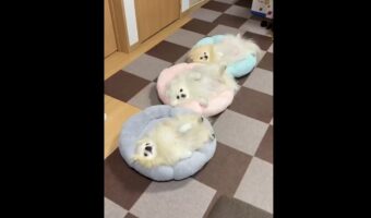 新しいペットソファにご満悦！並んでヘソ天で寝るポメラニアンたちが話題に「みんな気持ち良さそう」「同じ格好でかわいい」