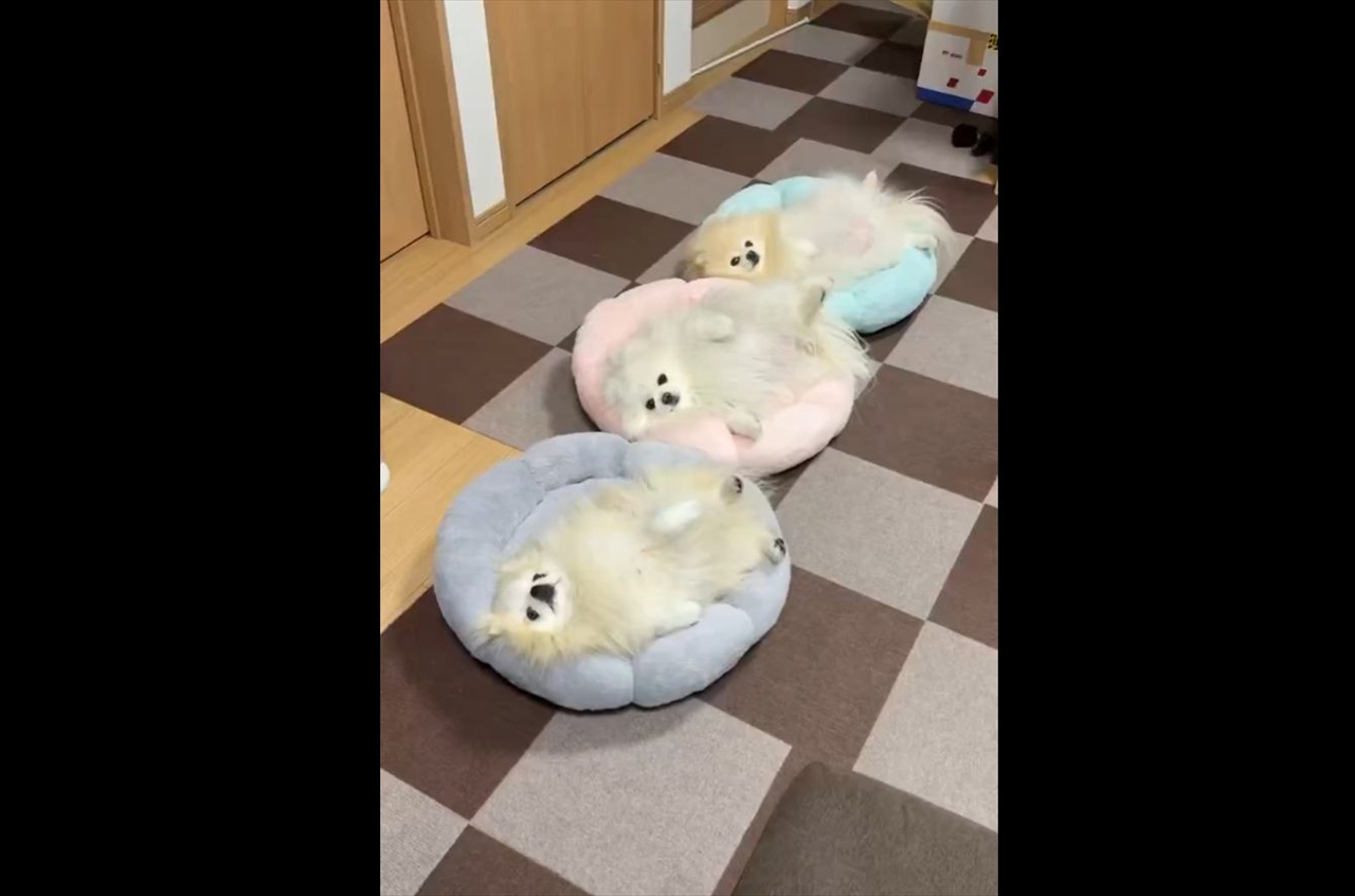 新しいペットソファにご満悦！並んでヘソ天で寝るポメラニアンたちが話題に「みんな気持ち良さそう」「同じ格好でかわいい」