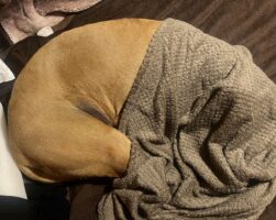 土佐犬がおさんぽを拒否！頭から布団を被る姿が話題に「散歩キャンセル界隈を知っている」「今年もチョコファッションになる季節・・」