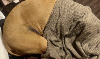 土佐犬がおさんぽを拒否！頭から布団を被る姿が話題に「散歩キャンセル界隈を知っている」「今年もチョコファッションになる季節・・」