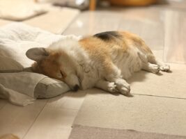 コーギーの寝姿がかわいすぎると話題に「天使みたい」「守りたい、この寝顔」