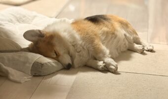 コーギーの寝姿がかわいすぎると話題に「天使みたい」「守りたい、この寝顔」