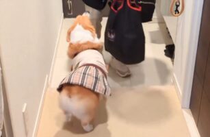 サルサステップを踏むコーギー！お出迎えがかわいすぎると話題に「めちゃくちゃ嬉しいんだね！」「何度見ても最高！」