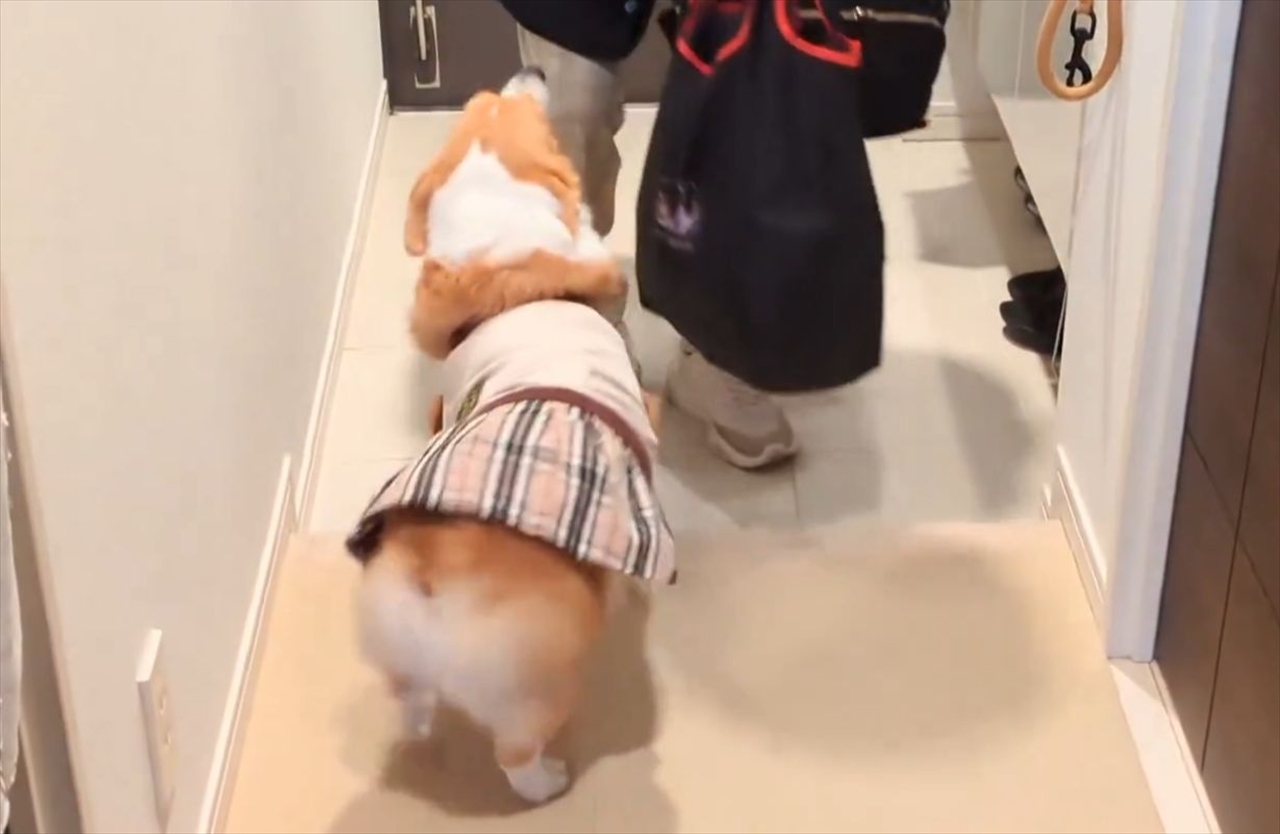 サルサステップを踏むコーギー！お出迎えがかわいすぎると話題に「めちゃくちゃ嬉しいんだね！」「何度見ても最高！」