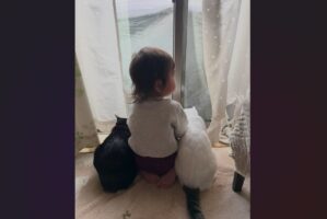子供と愛猫たちが窓際で並んでる！ほっこりする仲良しな姿が話題に「ネコたちに守られている感じ」「揃って窓の外を眺める後ろ姿がかわいい」