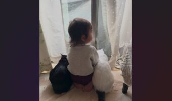 子供と愛猫たちが窓際で並んでる！ほっこりする仲良しな姿が話題に「ネコたちに守られている感じ」「揃って窓の外を眺める後ろ姿がかわいい」