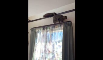 名前を呼ばれると・・・、トトトトとやって来るネコが話題に「すぐに来るのが楽しい」「ほんとにネコバス」