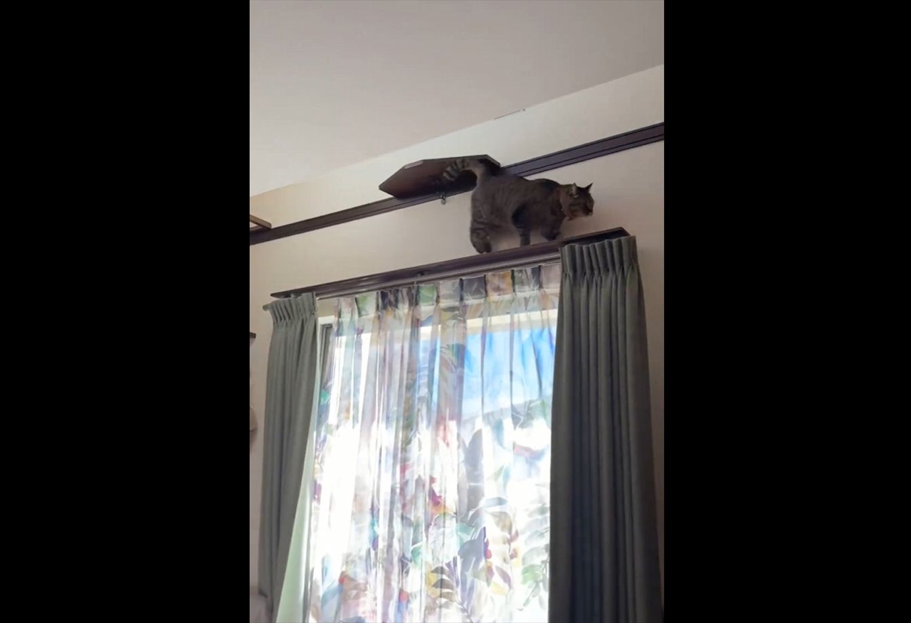 名前を呼ばれると・・・、トトトトとやって来るネコが話題に「すぐに来るのが楽しい」「ほんとにネコバス」