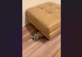 行方不明だったネコ。おやつの袋の音を立ててみたら・・ひょっこり出てきた！「かわいすぎ」「おやつの音は聞き逃さない！」