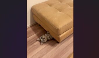 行方不明だったネコ。おやつの袋の音を立ててみたら・・ひょっこり出てきた！「かわいすぎ」「おやつの音は聞き逃さない！」