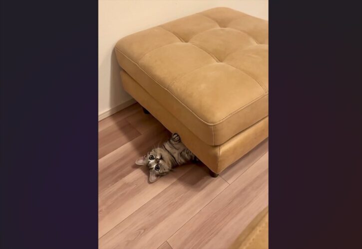 行方不明だったネコ。おやつの袋の音を立ててみたら・・ひょっこり出てきた！「かわいすぎ」「おやつの音は聞き逃さない！」