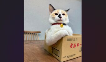 本当に生後5ヶ月の子ネコ！？貫禄を漂わせる姿が話題に「どや腕が語ってます」「大物になる予感」