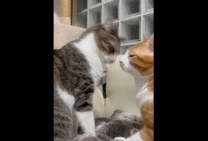喧嘩よわよわなネコたちが戦うと・・。ゆるいぽかぽか合戦に反響「すんごいゆるゆるな喧嘩」「ぽむぽむ音しか聞こえない」