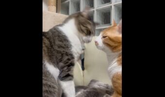 喧嘩よわよわなネコたちが戦うと・・。ゆるいぽかぽか合戦に反響「すんごいゆるゆるな喧嘩」「ぽむぽむ音しか聞こえない」