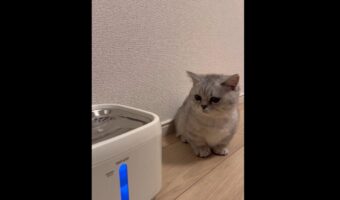 自動給水機をじっと見つめるネコ。興味津々な様子に反響「心が浄化されました」「警戒してるのかな？かわいい」
